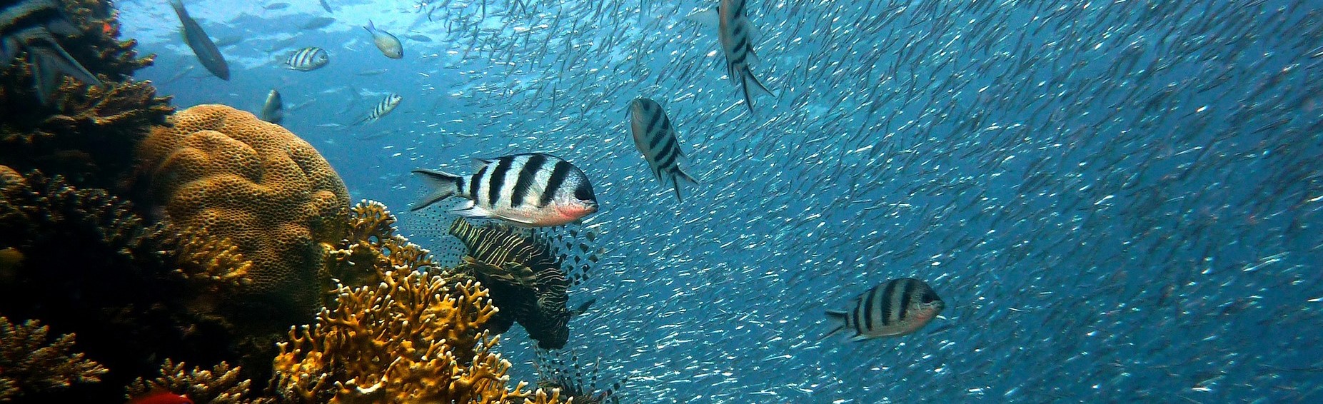 fonds marin poisson