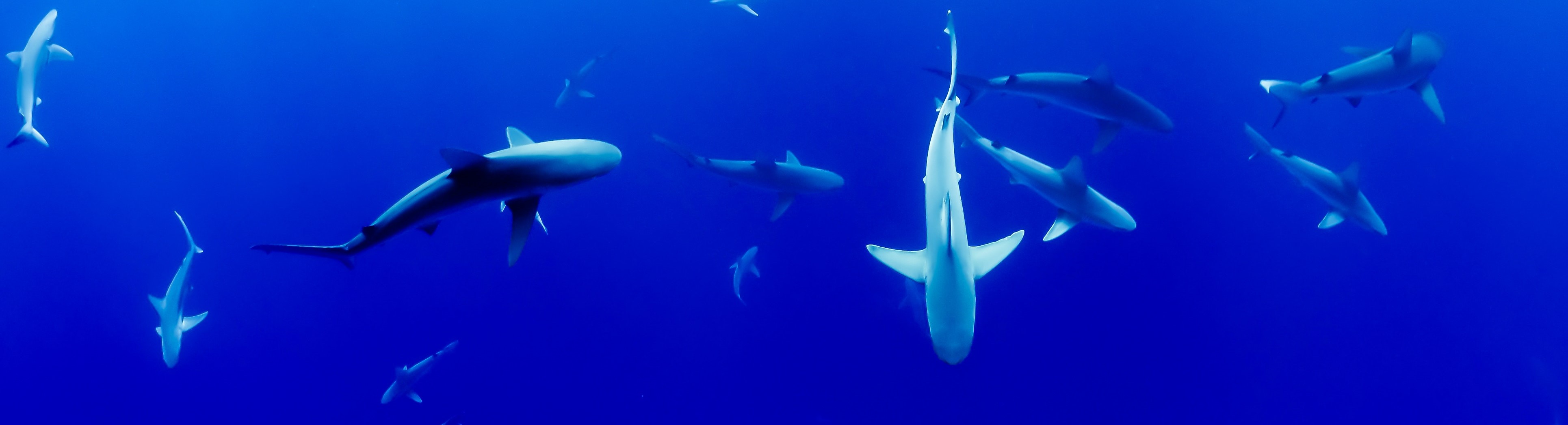 requins lieu de plongée